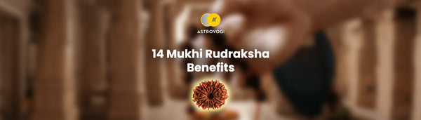 14 Mukhi Rudraksha Benefits, Wearing Rules & Combination