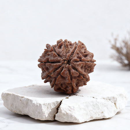 Rudraksha