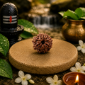 10 Mukhi Rudraksha