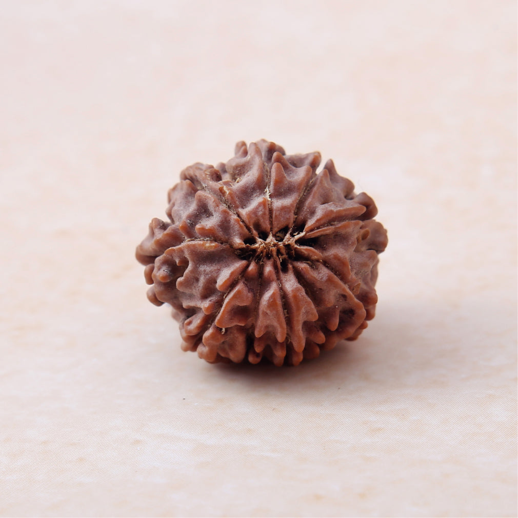 10 Mukhi Rudraksha
