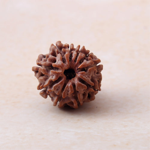 10 Mukhi Rudraksha