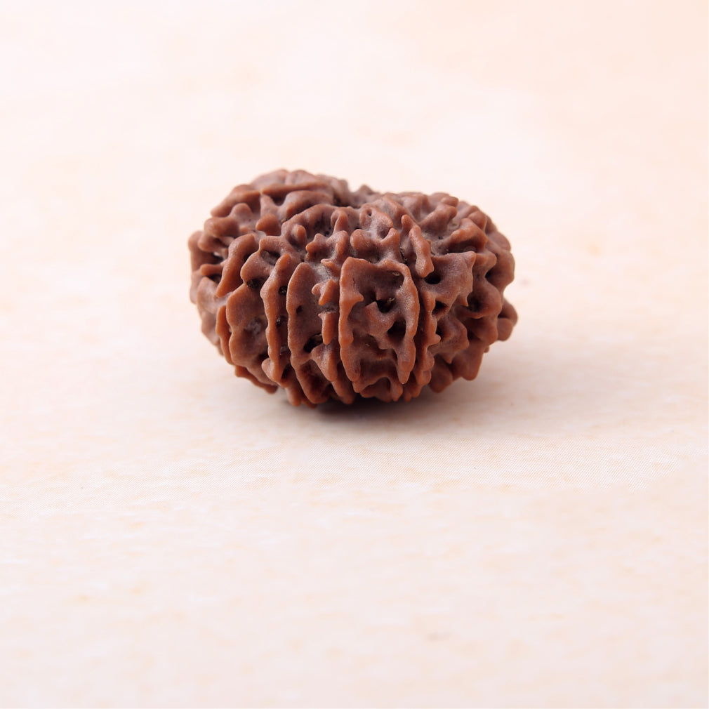 11 Mukhi Rudraksha