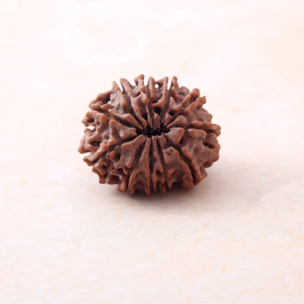 11 Mukhi Rudraksha