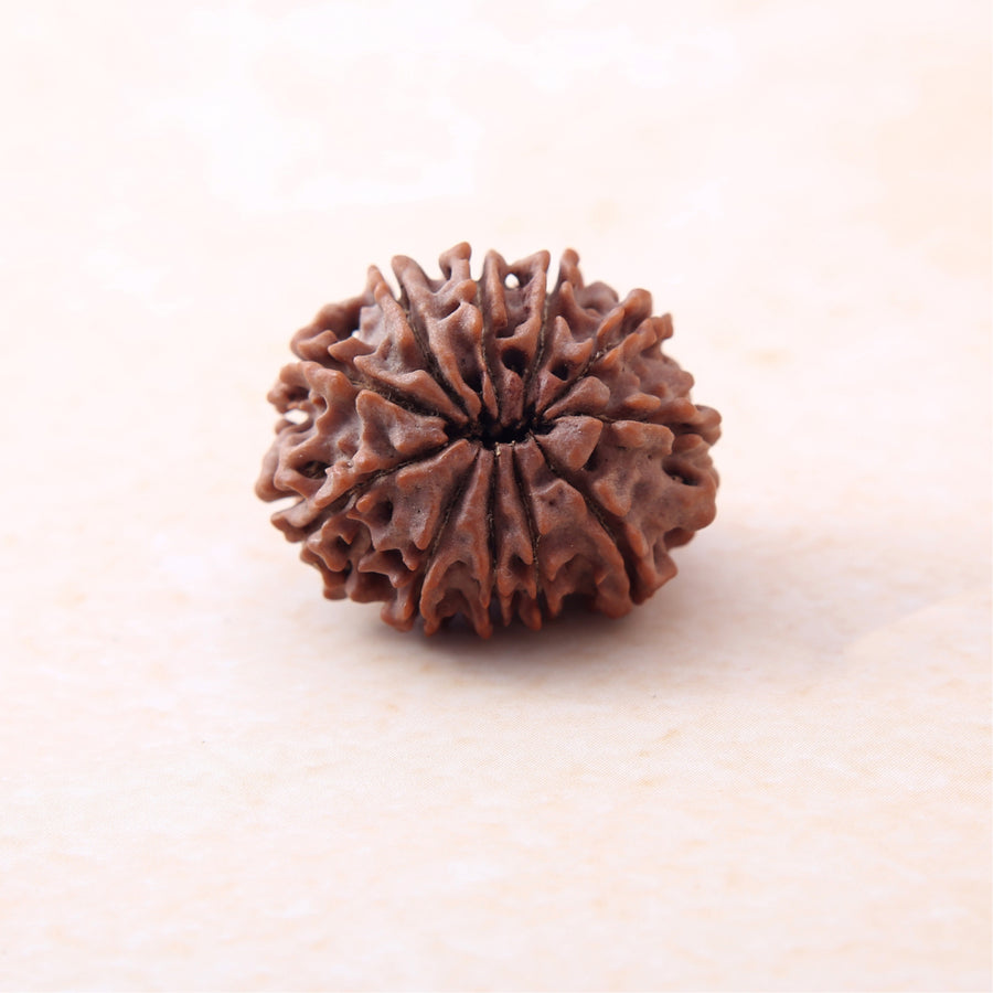 11 Mukhi Rudraksha
