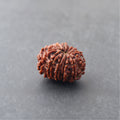 12 Mukhi Rudraksha