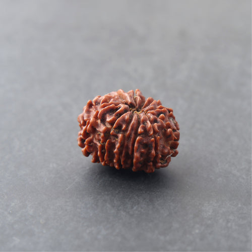12 Mukhi Rudraksha
