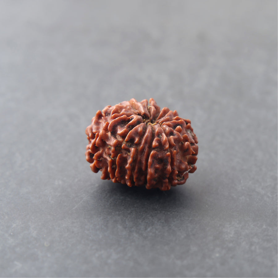 12 Mukhi Rudraksha