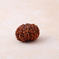 13 Mukhi Rudraksha