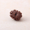 14 Mukhi Rudraksha