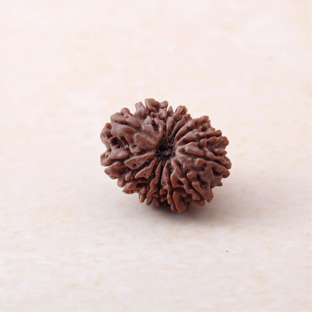 14 Mukhi Rudraksha