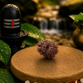14 Mukhi Rudraksha