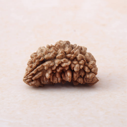 1 Mukhi Rudraksha