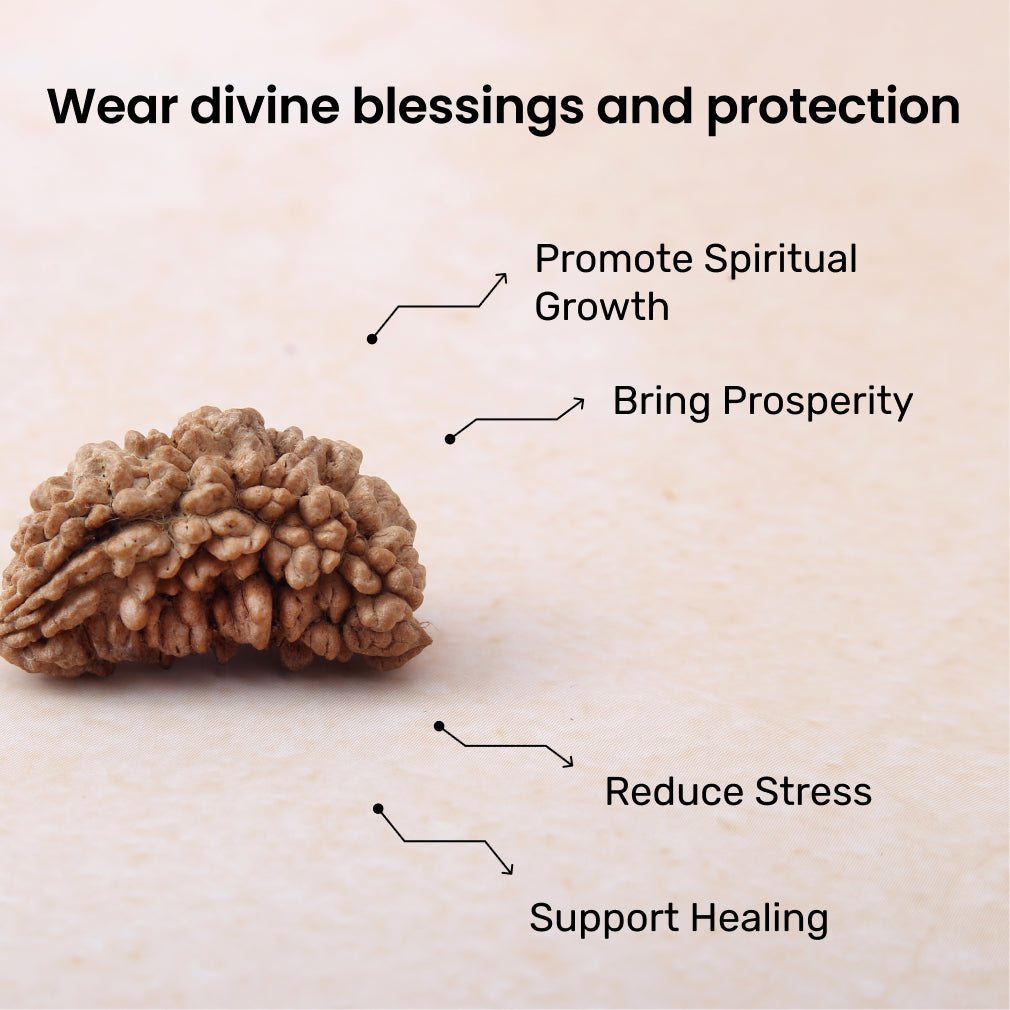 1 Mukhi Rudraksha