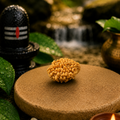 2 Mukhi Rudraksha