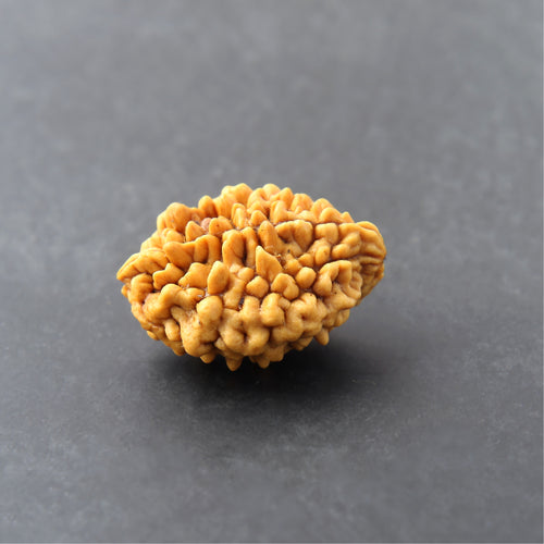 2 Mukhi Rudraksha