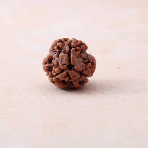 3 Mukhi Rudraksha