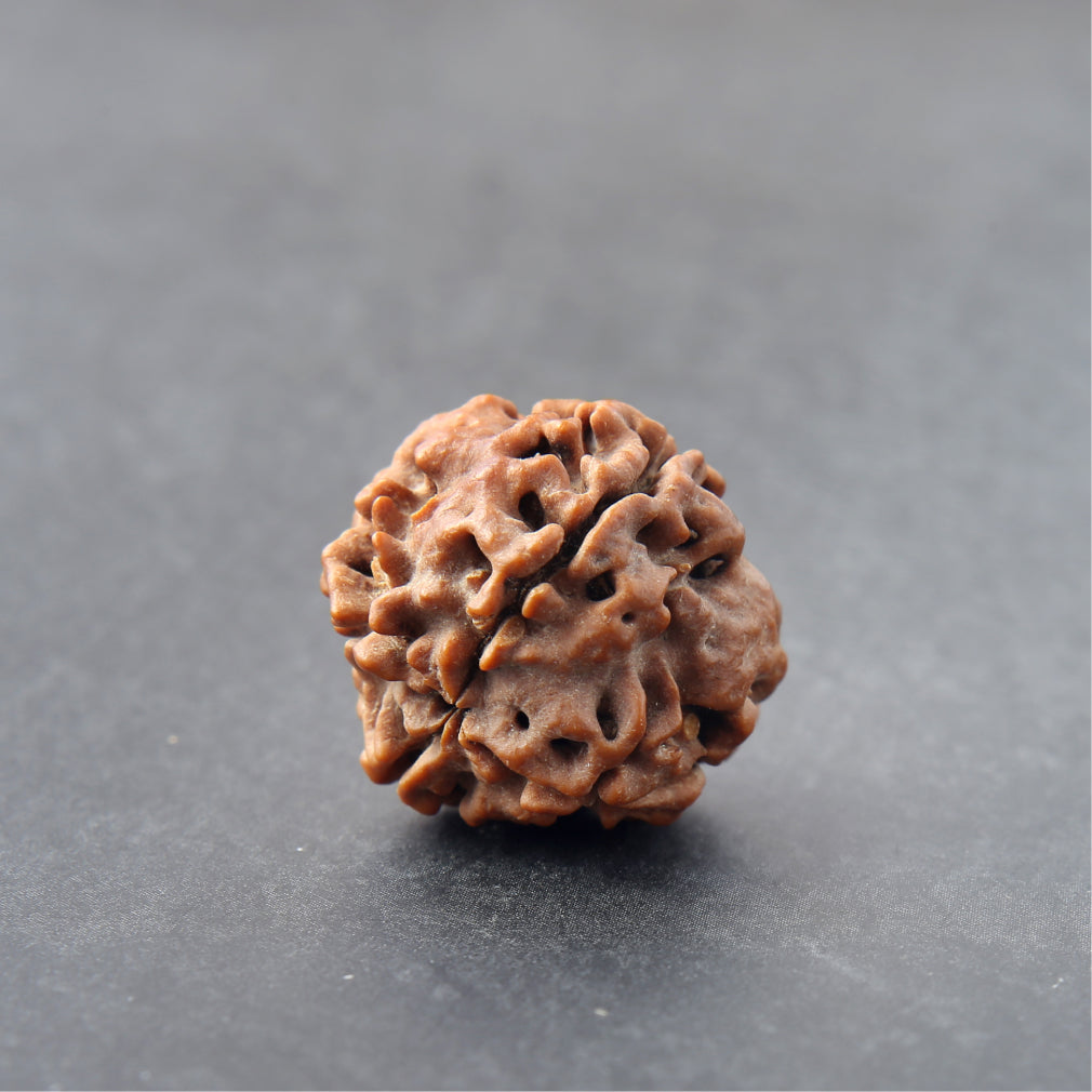 4 Mukhi Rudraksha