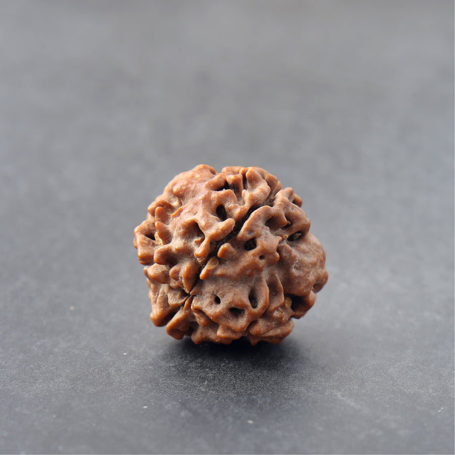 4 Mukhi Rudraksha
