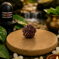 5 Mukhi Rudraksha