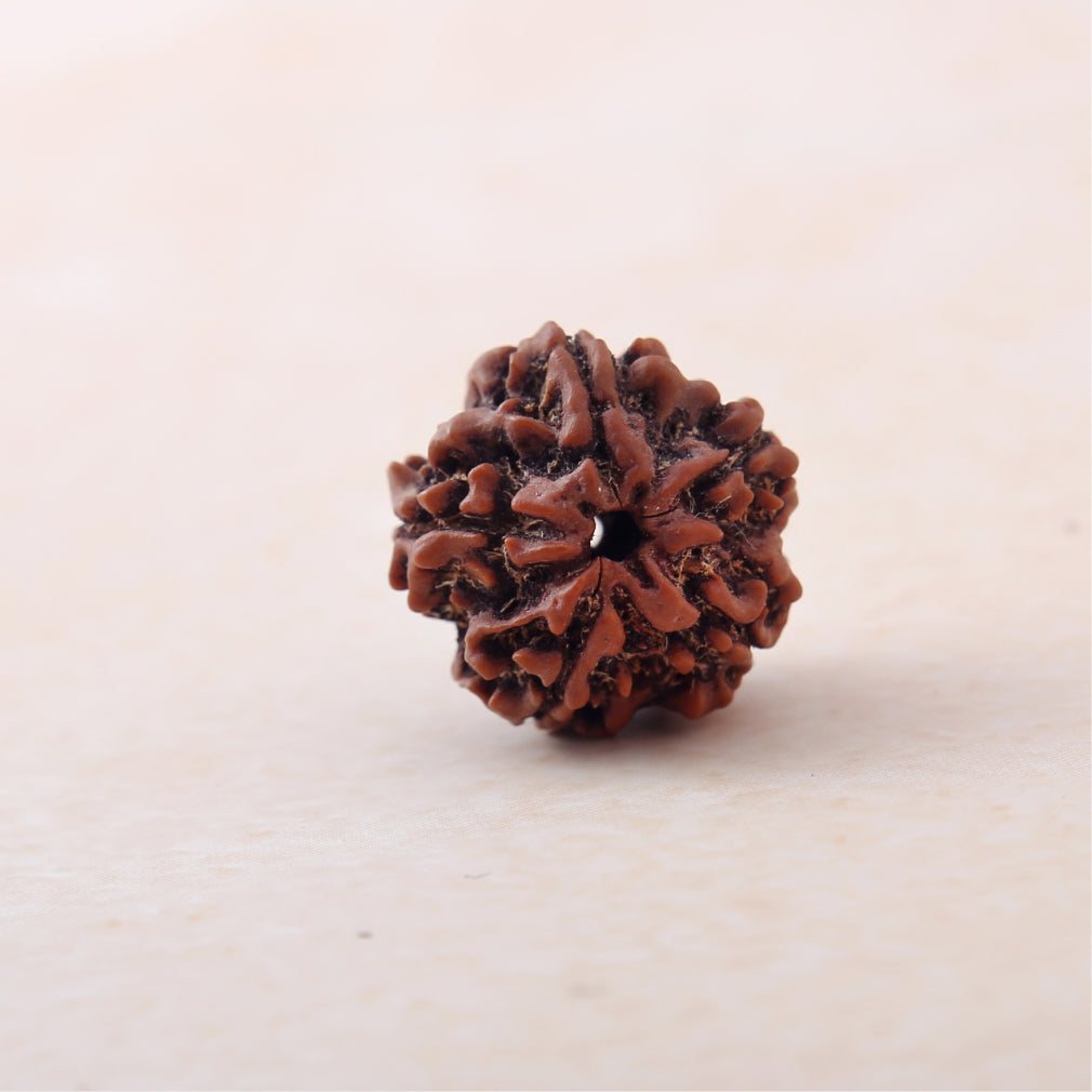 5 Mukhi Rudraksha