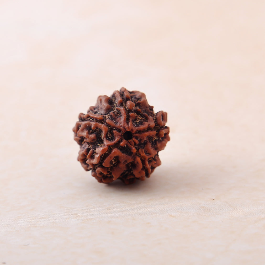 5 Mukhi Rudraksha