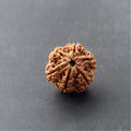 6 Mukhi Rudraksha