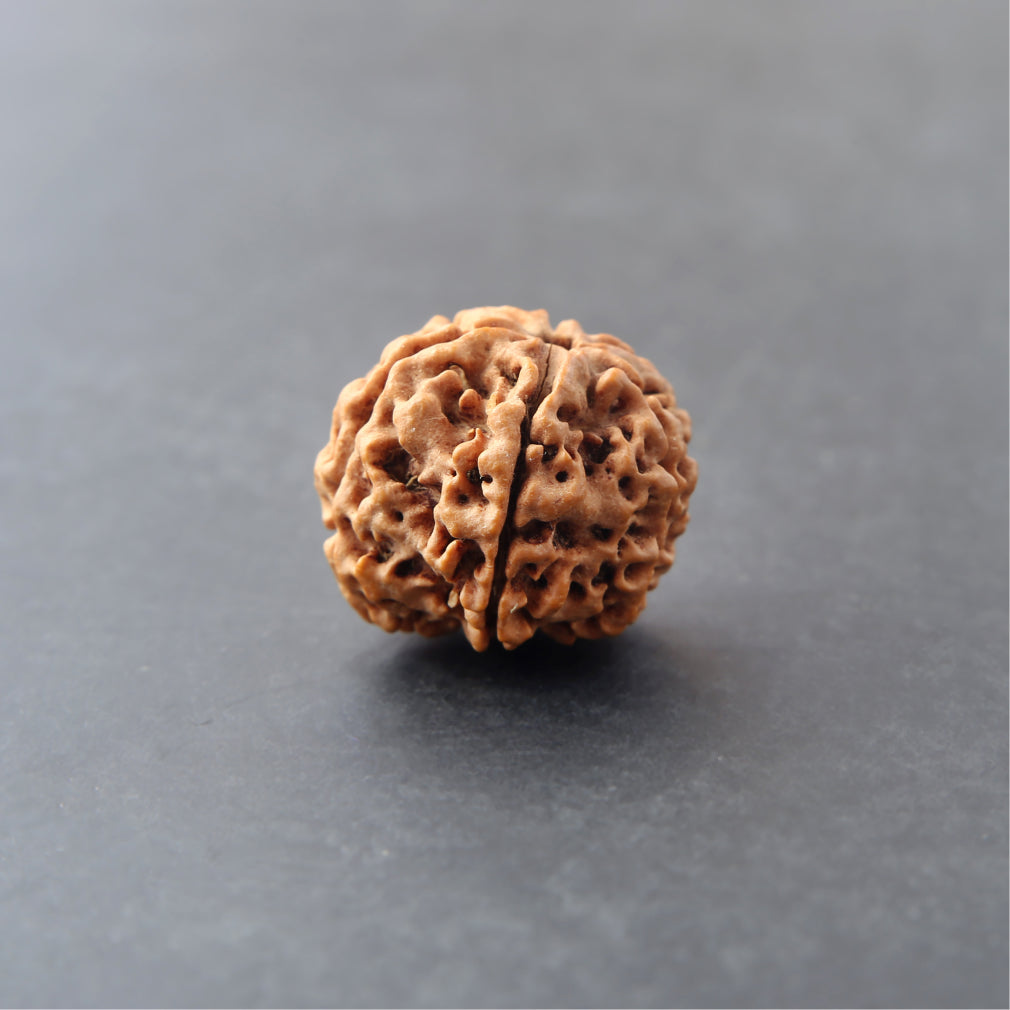 6 Mukhi Rudraksha