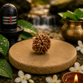 7 Mukhi Rudraksha