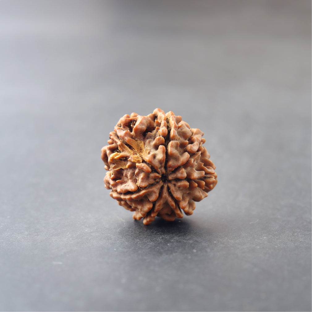 7 Mukhi Rudraksha