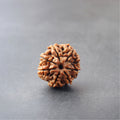 7 Mukhi Rudraksha