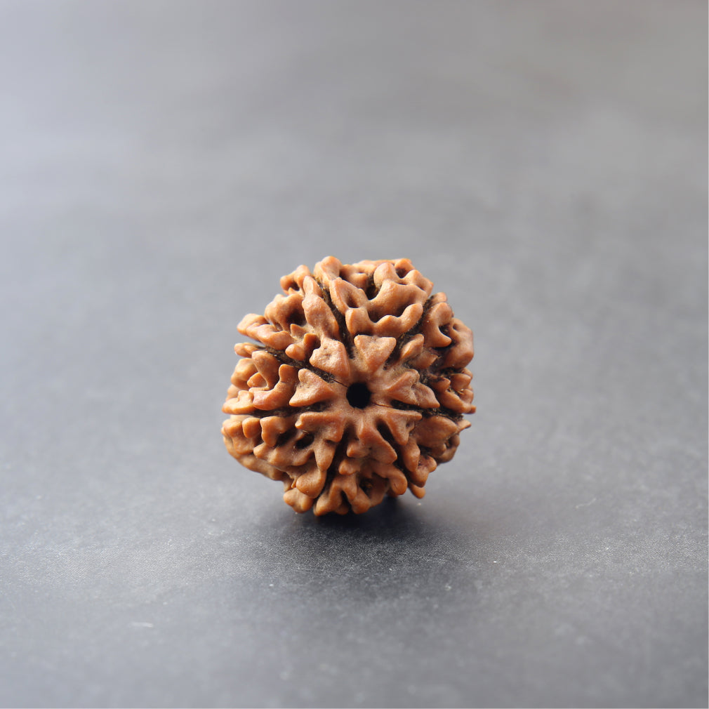 7 Mukhi Rudraksha
