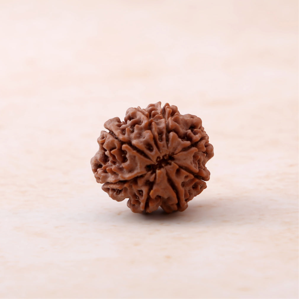 8 Mukhi Rudraksha