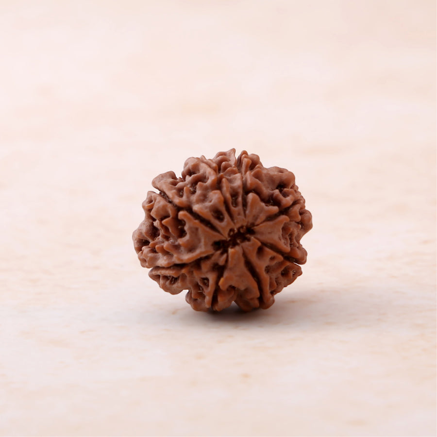 8 Mukhi Rudraksha