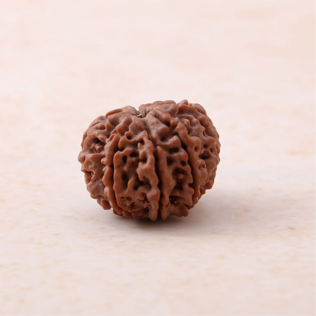 8 Mukhi Rudraksha