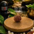 9 Mukhi Rudraksha