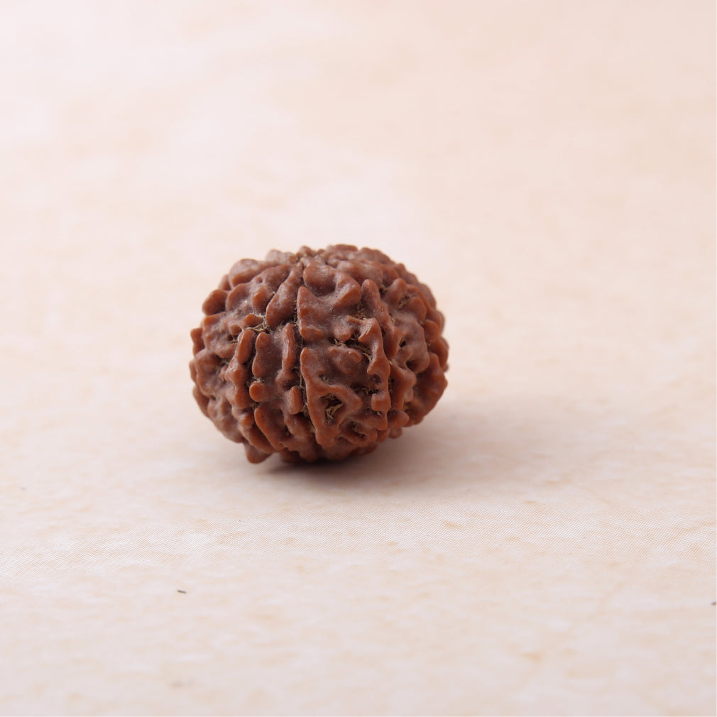 9 Mukhi Rudraksha