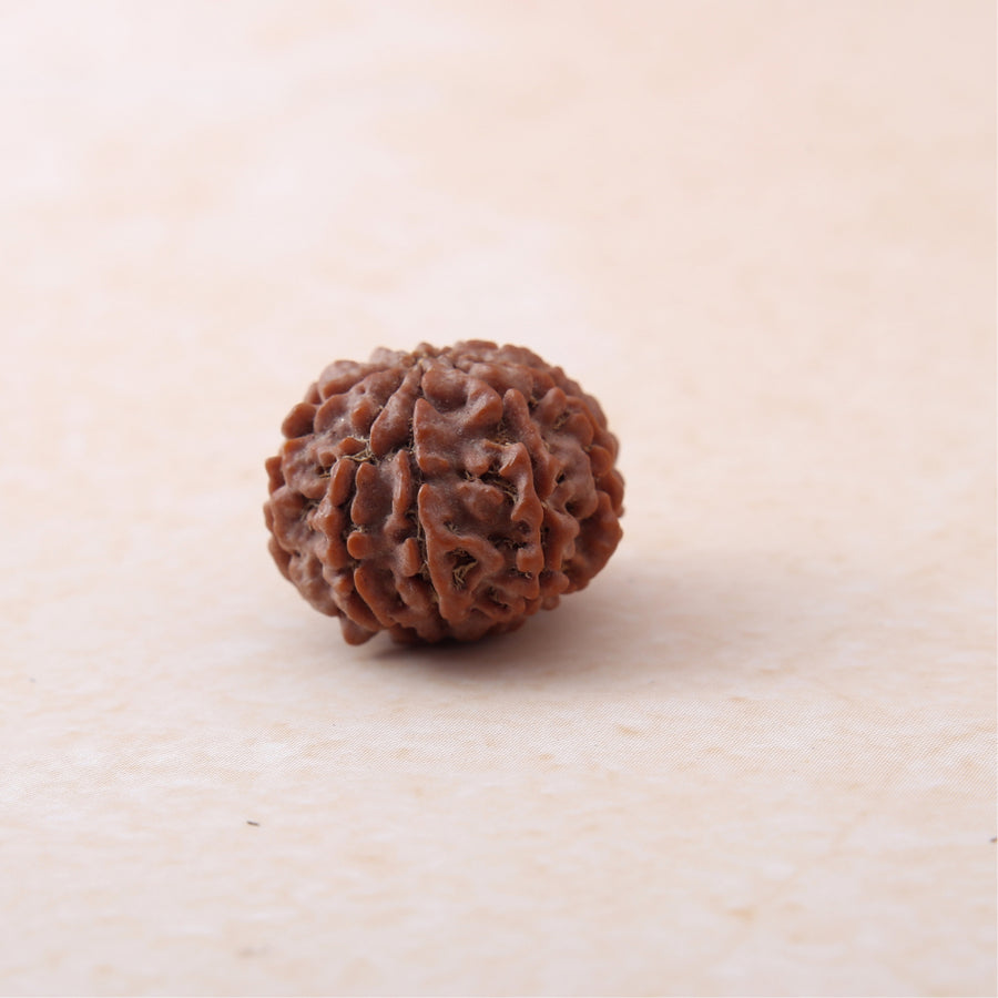 9 Mukhi Rudraksha