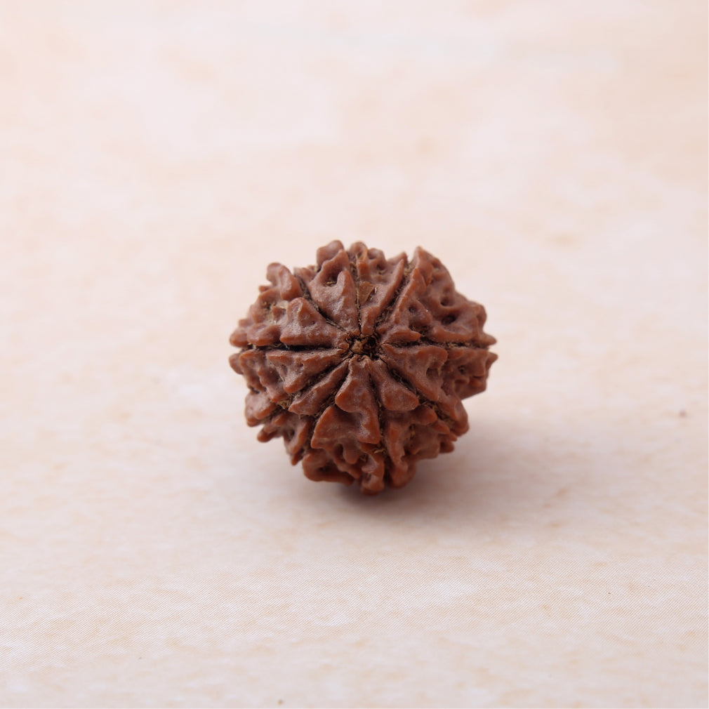 9 Mukhi Rudraksha