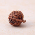 Ganesh Mukhi Rudraksha