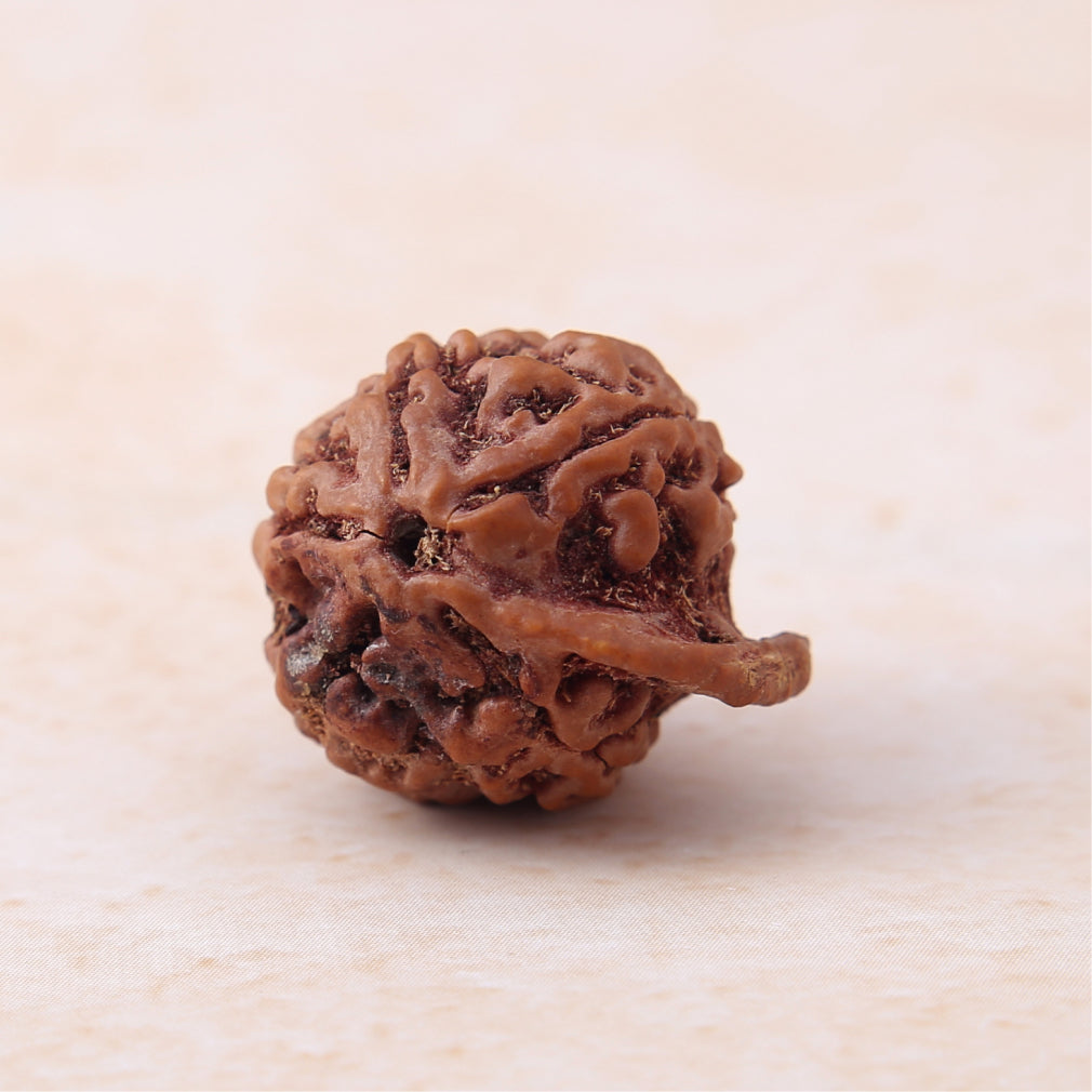 Ganesh Mukhi Rudraksha