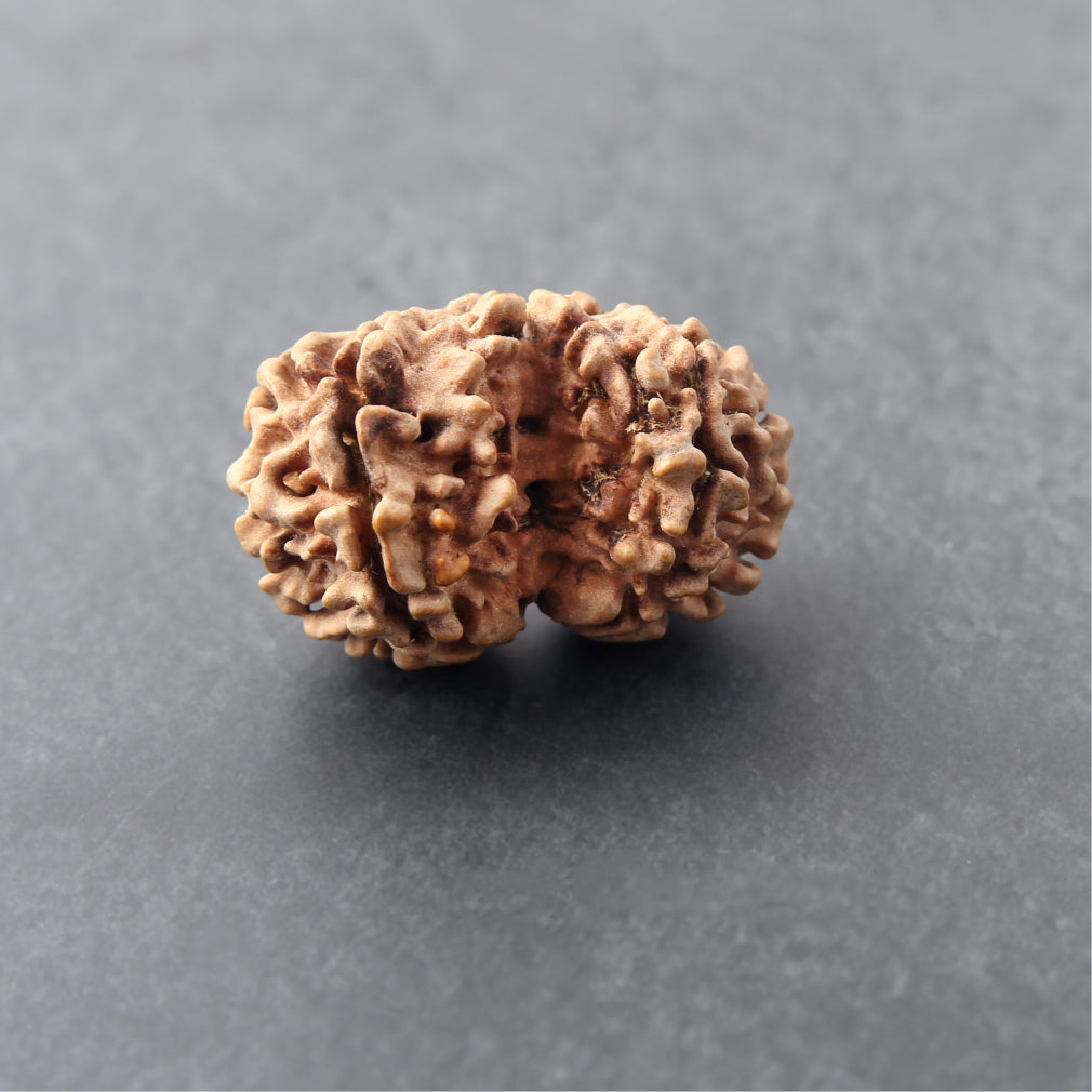 Gauri Shankar Rudraksha
