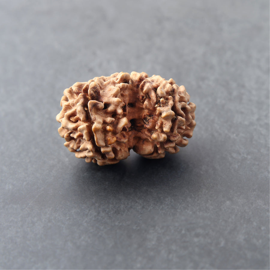 Gauri Shankar Rudraksha
