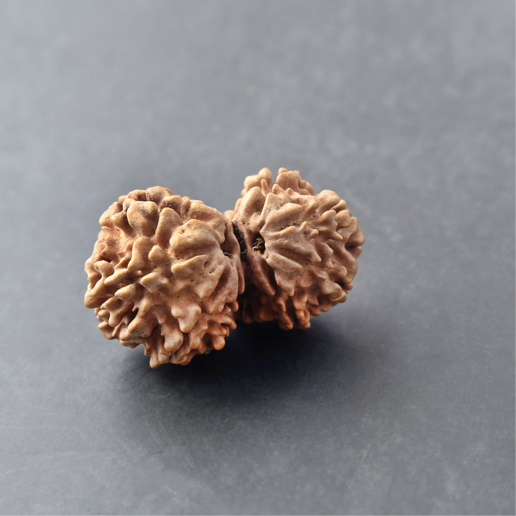 Gauri Shankar Rudraksha