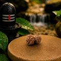 Nirakari Rudraksha