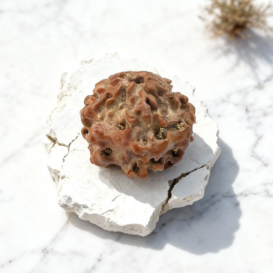 Nirakari Rudraksha