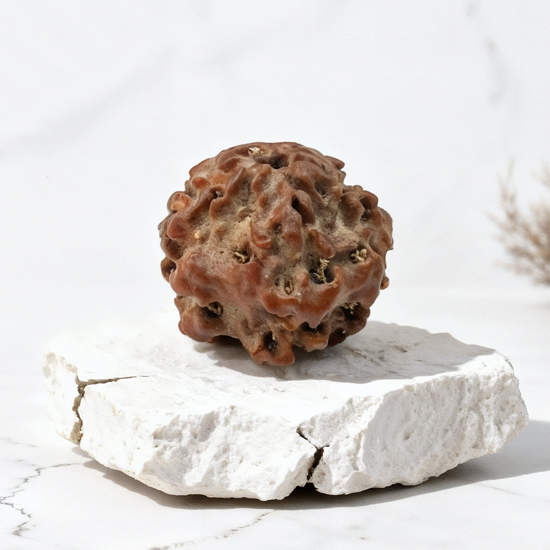 Nirakari Rudraksha