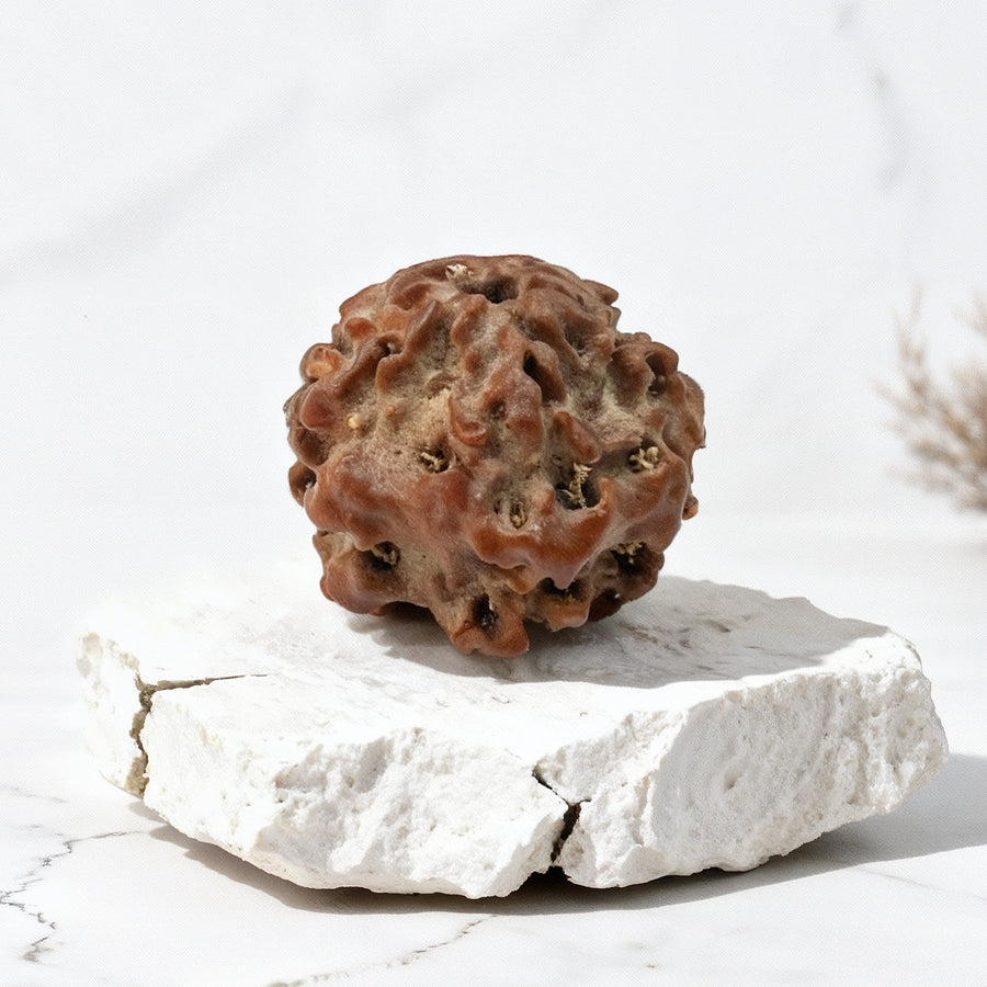 Nirakari Rudraksha