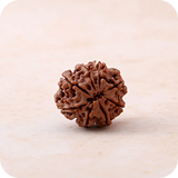 5 Mukhi
